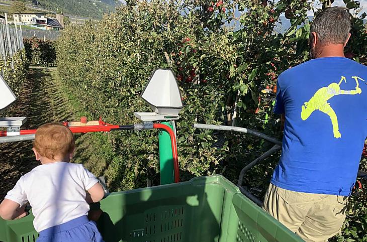 La raccolta delle mele