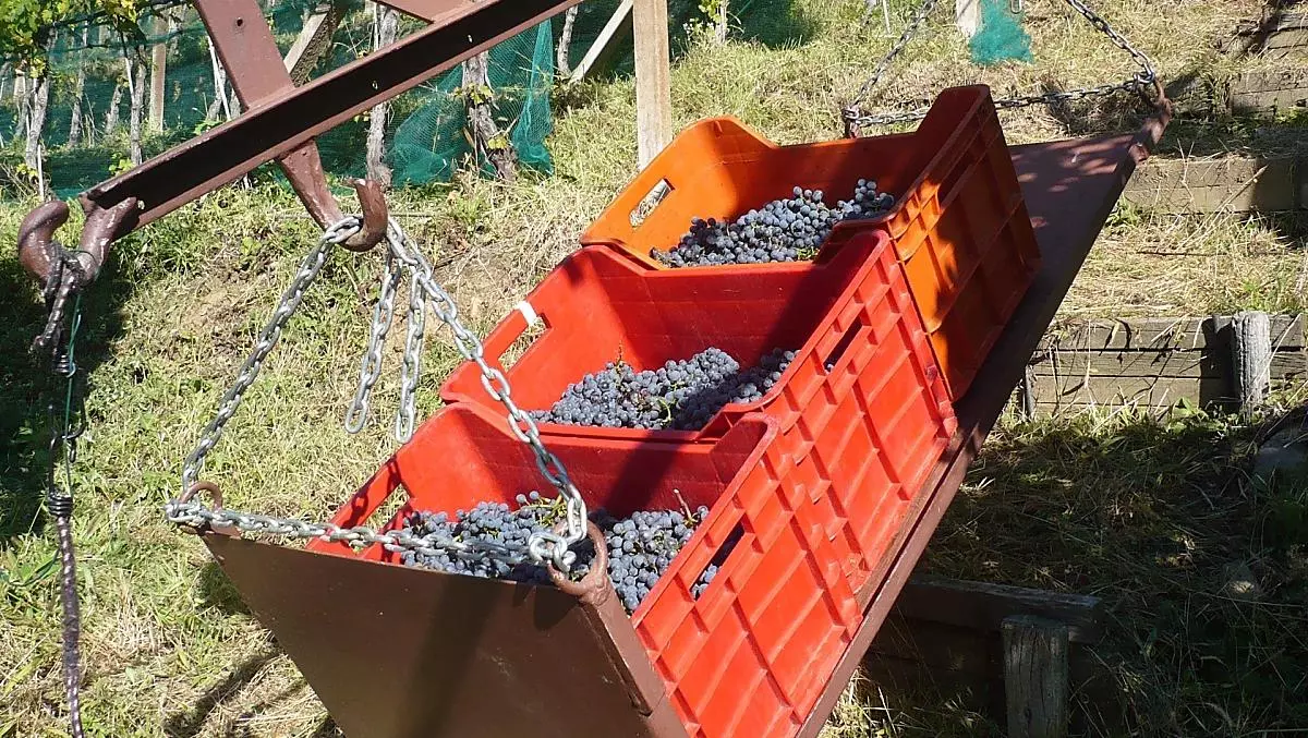 Vendemmia straordinaria