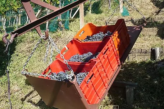 Vendemmia straordinaria