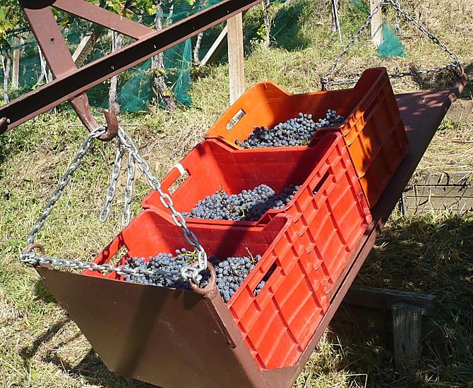 Vendemmia straordinaria