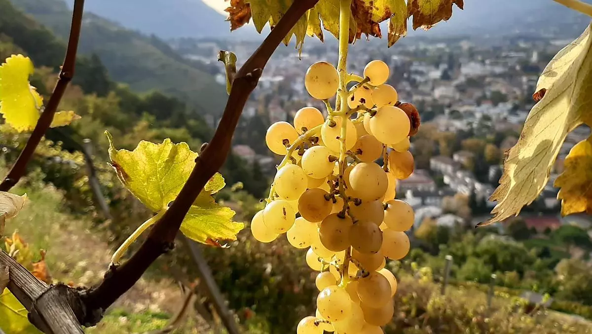 L'uva Moscato Giallo viene raccolta per ultima.