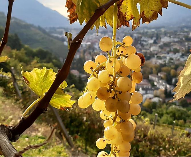 L'uva Moscato Giallo viene raccolta per ultima.