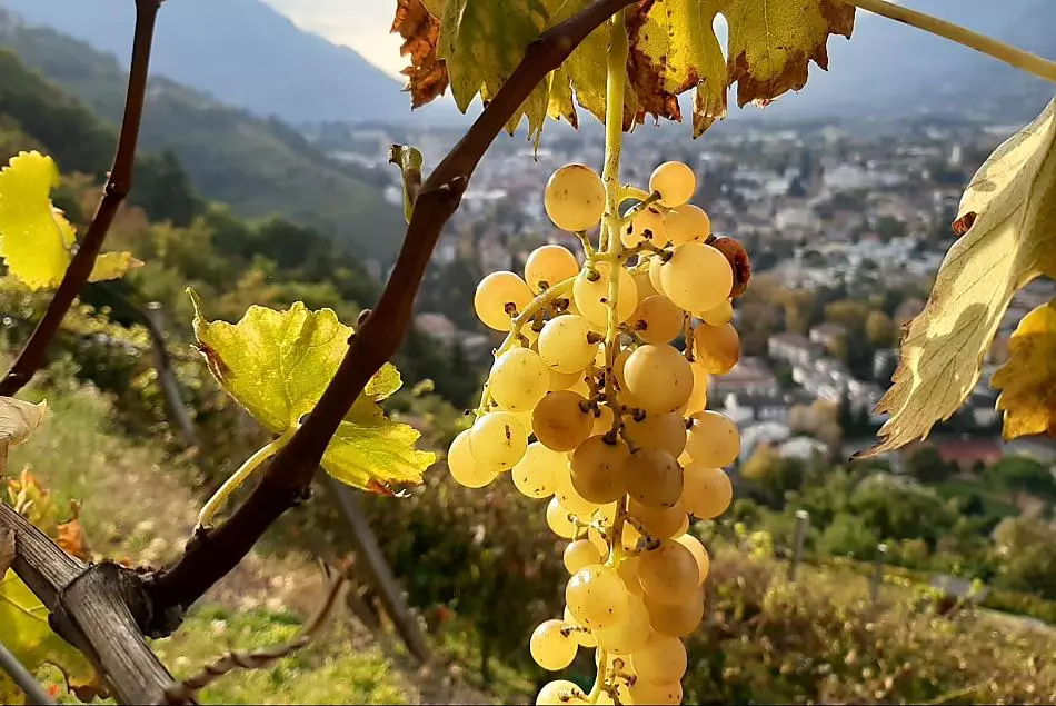 L'uva Moscato Giallo viene raccolta per ultima.