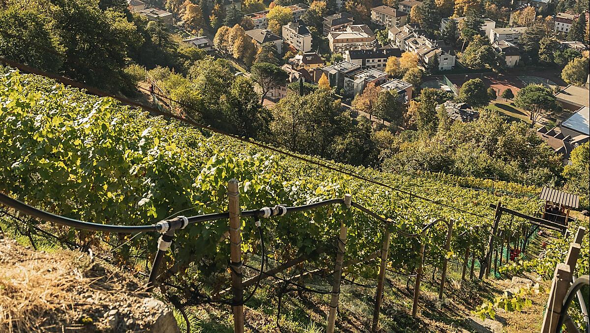 Il vigneto di Cabernet