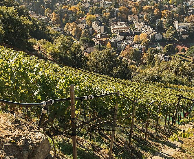 Il vigneto di Cabernet