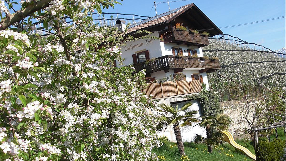 Il melo in fiore in primavera 