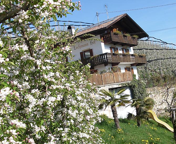 Il melo in fiore in primavera 