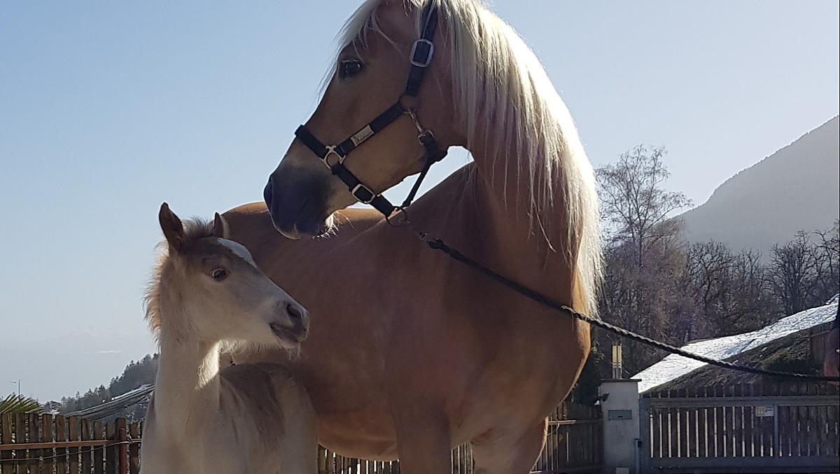 Poiché gestiamo un piccolo allevamento di cavalli avelignesi, quasi ogni anno il maso accoglie dei puledrini.