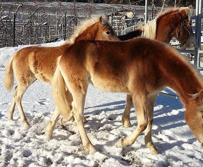 Lochmannhof - gallery Photo