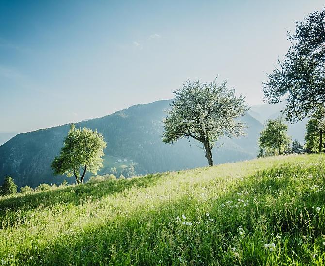 Telfnerhof - gallery Photo