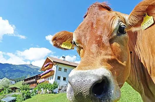 La nostra Luisa si gode il sole nel pascolo davanti al maso.