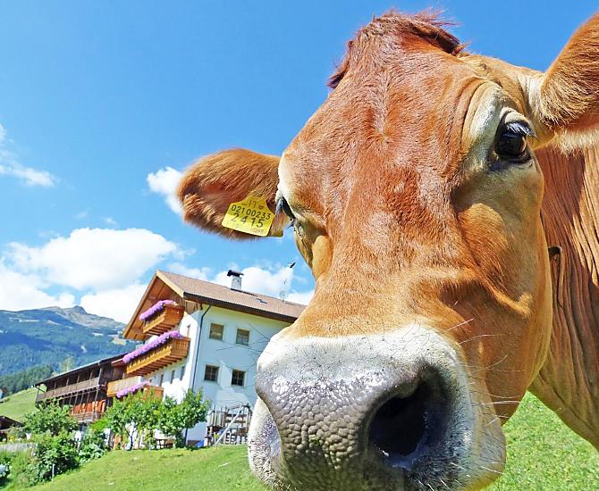 La nostra Luisa si gode il sole nel pascolo davanti al maso.