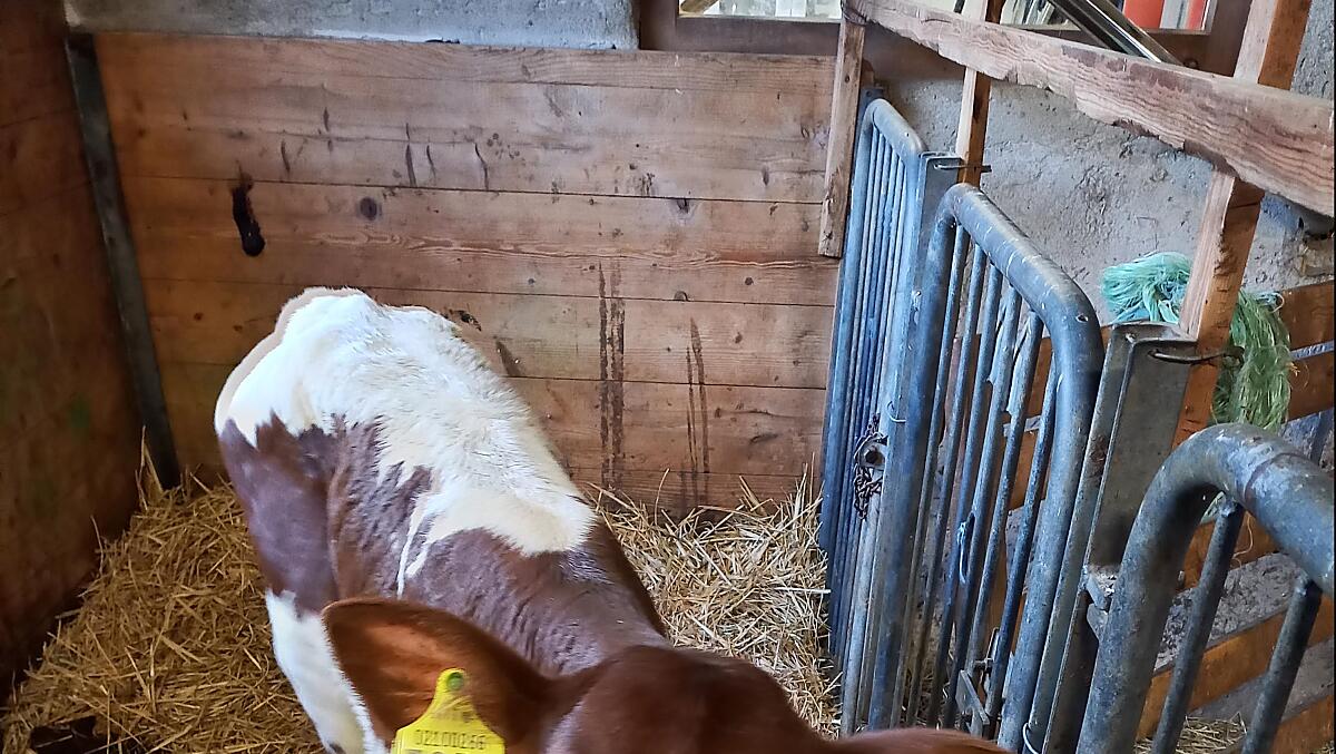 Nel nostro maso alleviamo la razza bovina Pinzgauer, oggi considerata a rischio di estinzione.