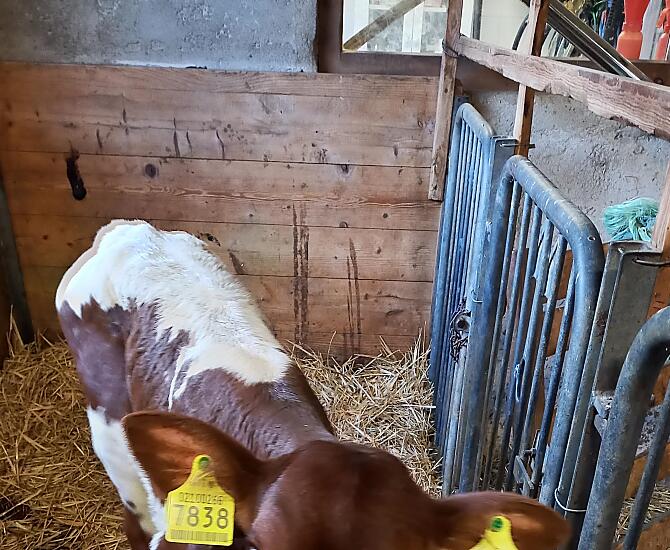 Nel nostro maso alleviamo la razza bovina Pinzgauer, oggi considerata a rischio di estinzione.