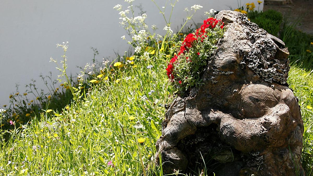 I fiori rendono più accogliente il nostro ingresso