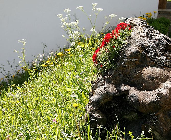 I fiori rendono più accogliente il nostro ingresso