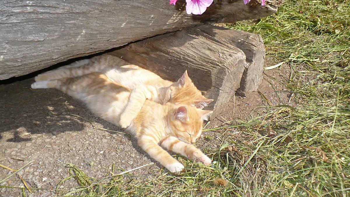 Cuccioli di gatto