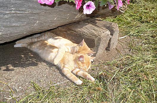 Cuccioli di gatto