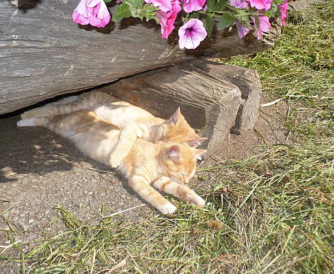 Cuccioli di gatto