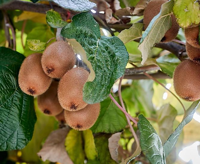 La nostra pergola di kiwi funge da tetto per il parcheggio