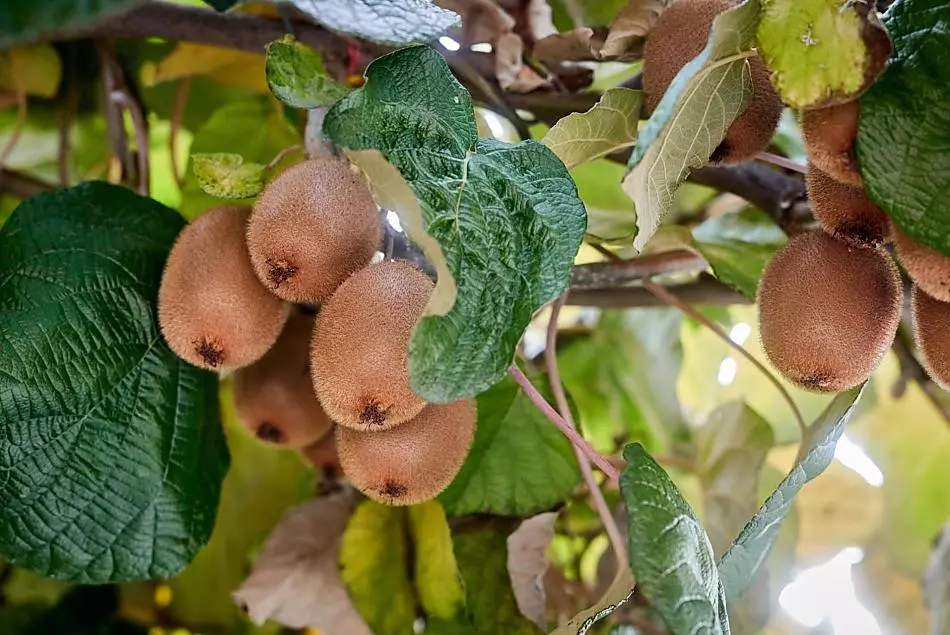 La nostra pergola di kiwi funge da tetto per il parcheggio