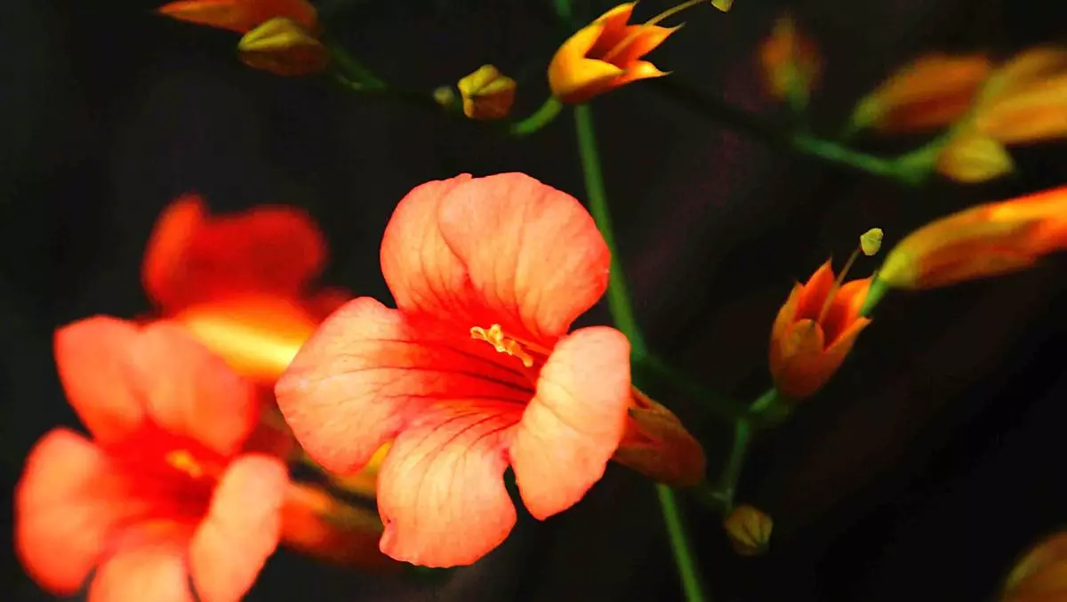 I fiori incorniciano il nostro maso