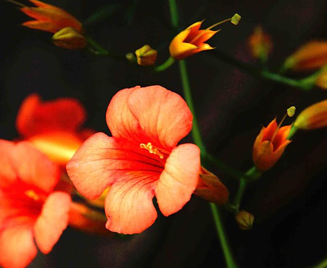 I fiori incorniciano il nostro maso