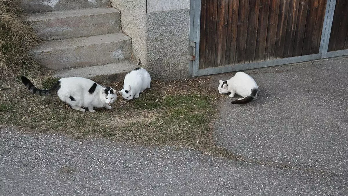 I nostri gatti