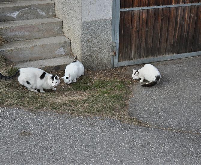 I nostri gatti