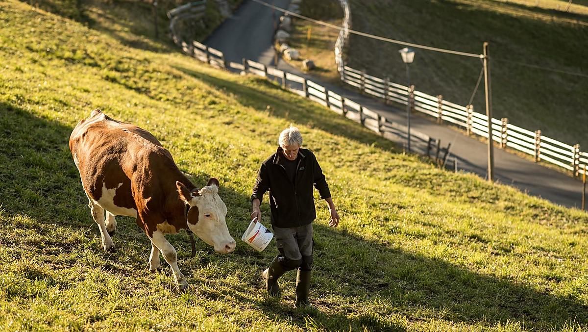 Le mucche si godono l'autunno sui pascoli intorno al maso.