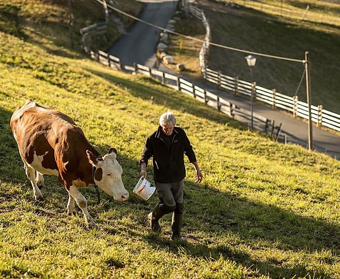 Le mucche si godono l'autunno sui pascoli intorno al maso.