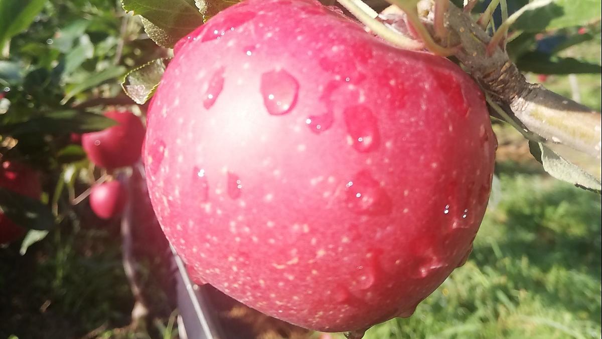 A seconda della stagione, frutta di propria coltivazione