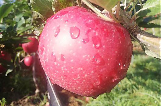 A seconda della stagione, frutta di propria coltivazione