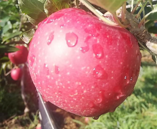 A seconda della stagione, frutta di propria coltivazione