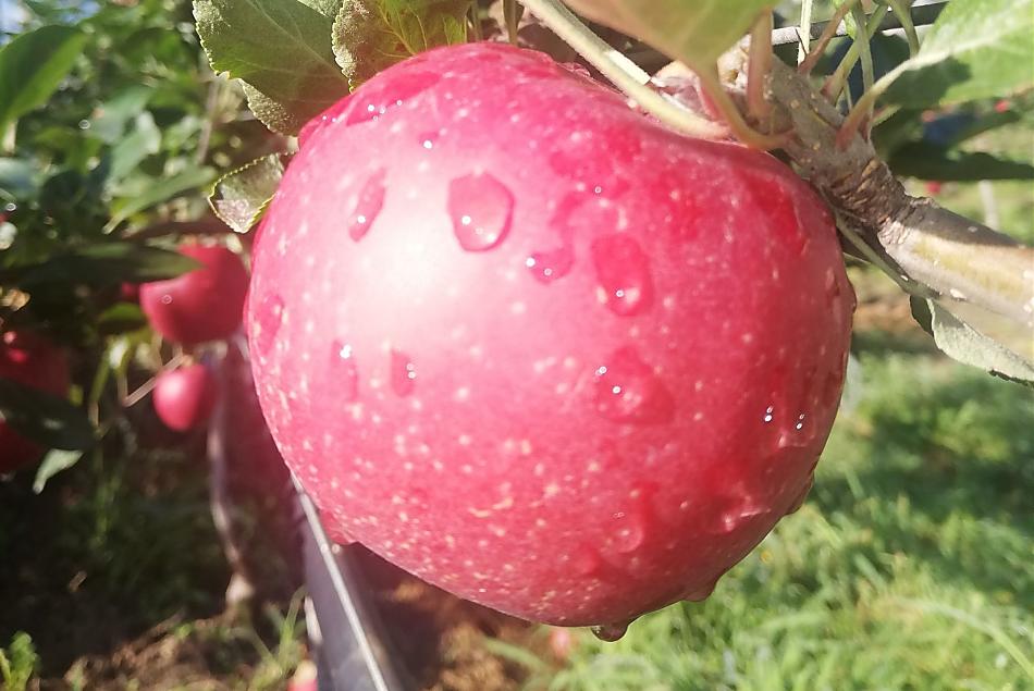 A seconda della stagione, frutta di propria coltivazione