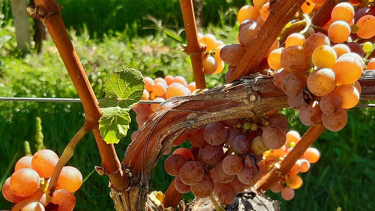 Il nostro Gewürztraminer
