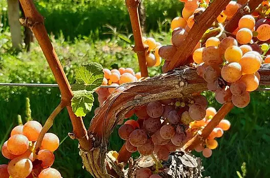 Il nostro Gewürztraminer
