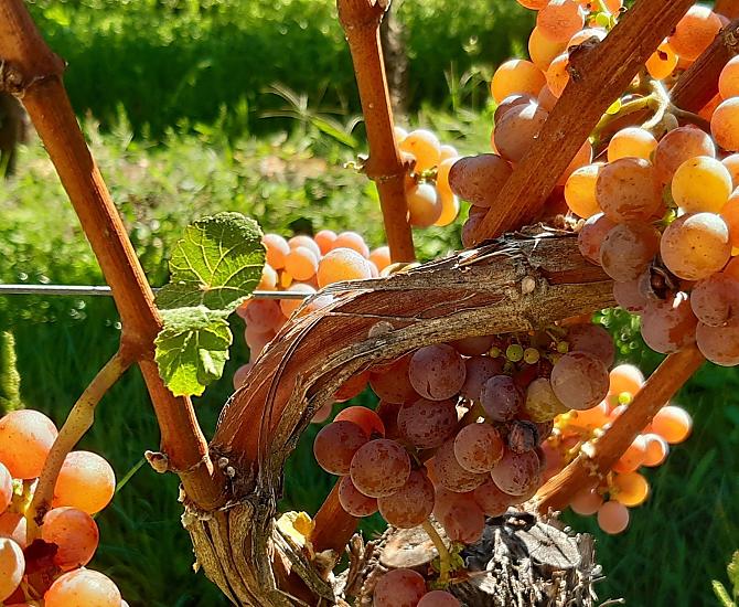 Il nostro Gewürztraminer