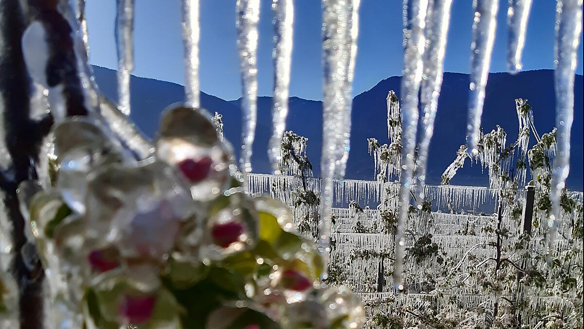 Fioritura dei meli con gelo in primavera