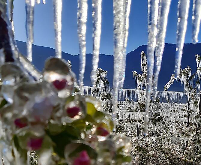 Fioritura dei meli con gelo in primavera