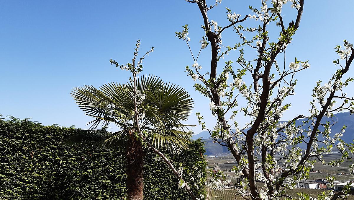Il nostro susino in fiore