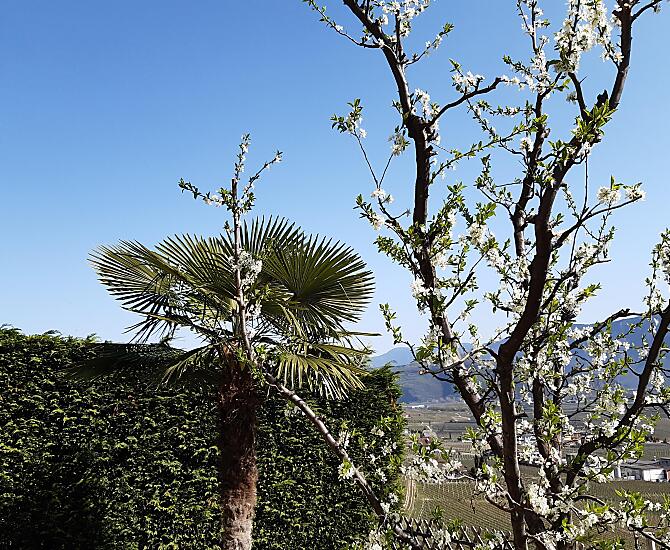 Il nostro susino in fiore