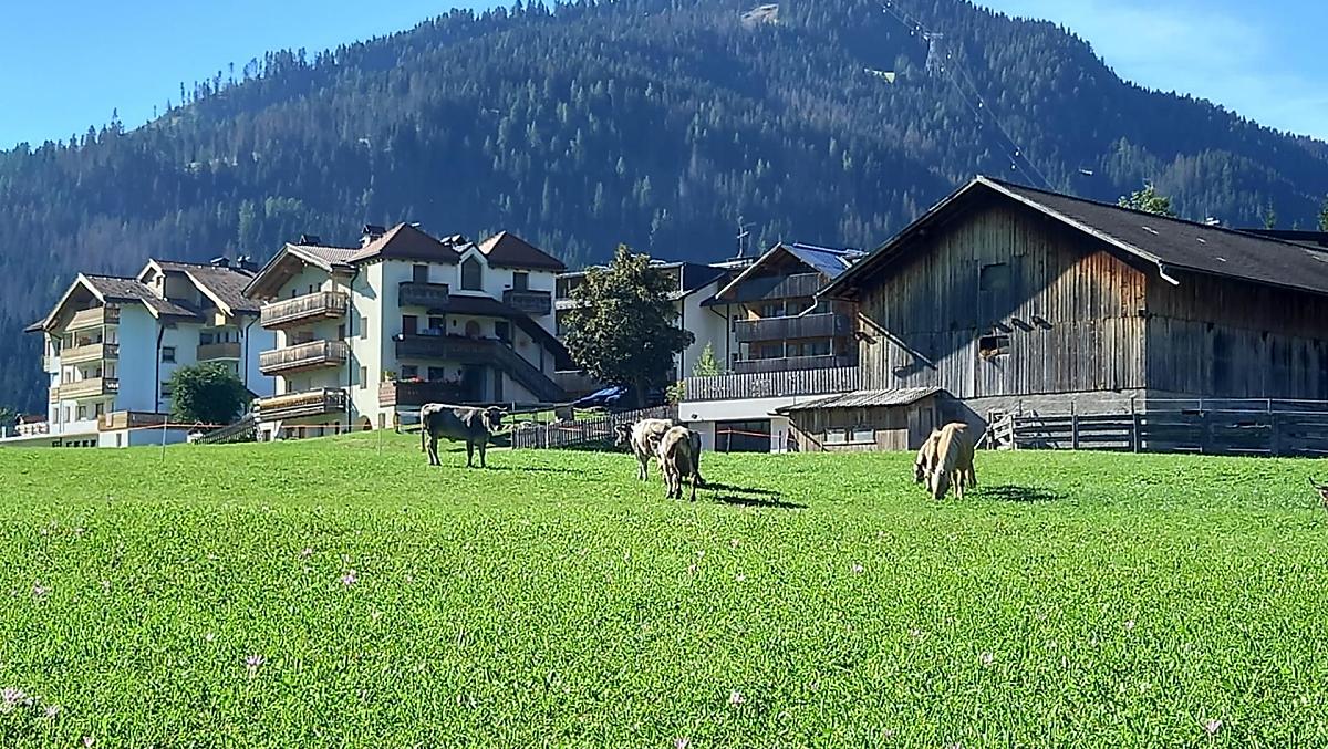 La casa vacanze accanto alla stalla e gli animali al pascolo.