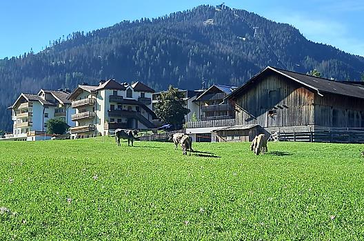La casa vacanze accanto alla stalla e gli animali al pascolo.