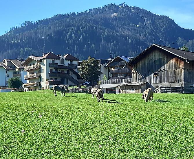 La casa vacanze accanto alla stalla e gli animali al pascolo.