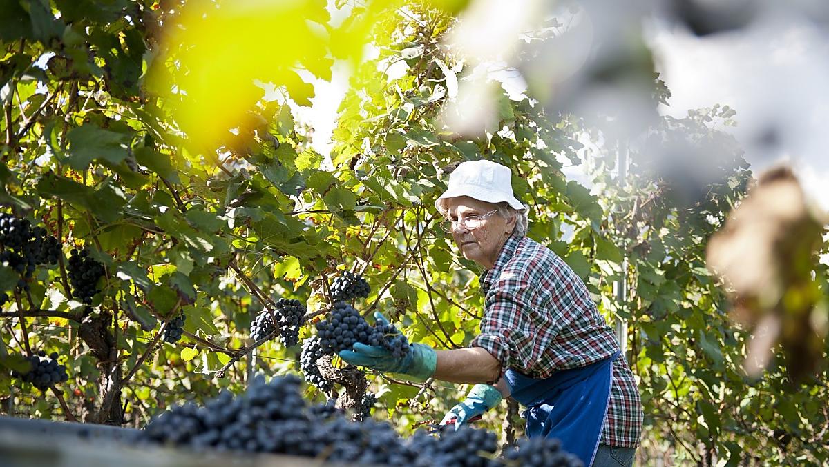 Durante la vendemmia