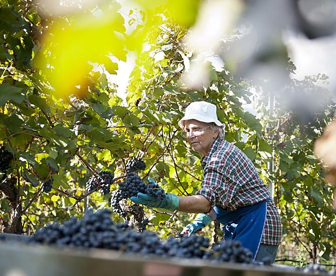 Durante la vendemmia