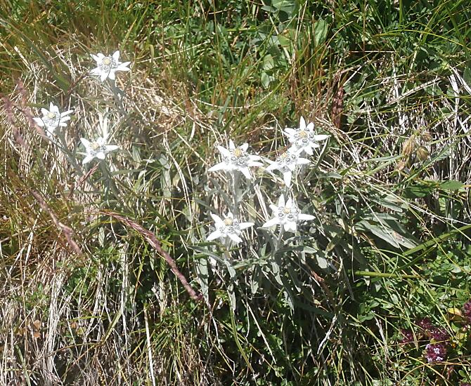 Wohnung Edelweiß,..die Blume Bedeutet Mut,Treue u.ewige Liebe
