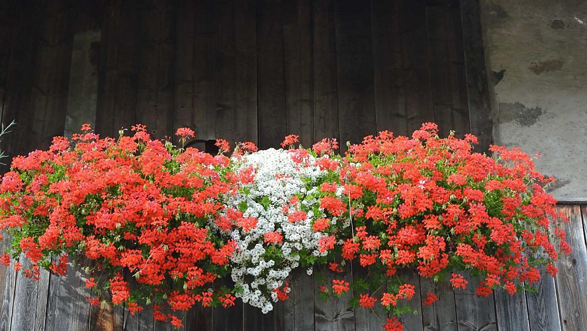 Fiori estivi