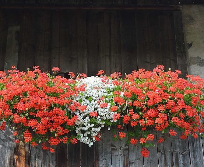 Fiori estivi